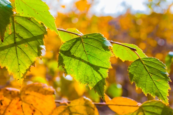 Hermoso primer plano hojas de otoño —  Fotos de Stock