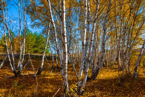 Güzel sonbahar huş ağacı ormanı