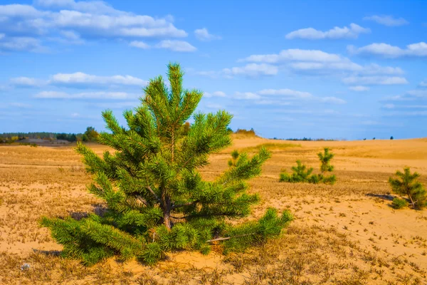 砂に小さな松の木 — ストック写真