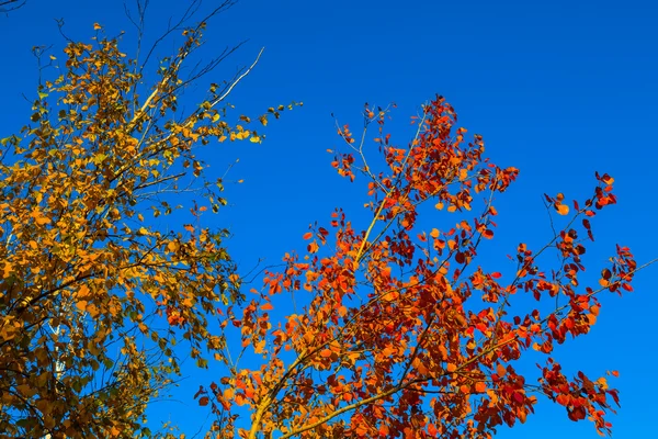 Hermosa rama de árbol de otoño sobre un fondo de cielo azul — Foto de Stock