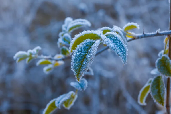 Closeup frozen tree branch — Stock Photo, Image