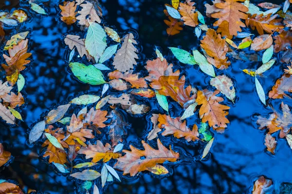 Осенние сухие листья в воде — стоковое фото