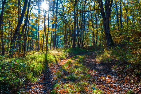 Красивый осенний лес в лучах солнца — стоковое фото