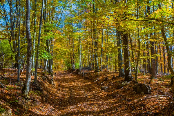 Mooie herfst bos scene — Stockfoto