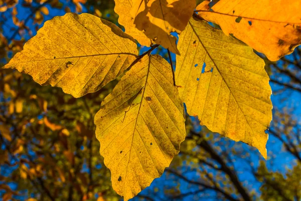 Nahaufnahme goldene Herbstblätter — Stockfoto