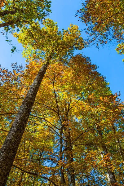 Hoher Herbstbaum auf blauem Himmel — Stockfoto