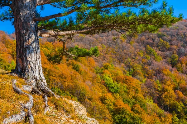 Hermoso otoño montaña bosque escena — Foto de Stock
