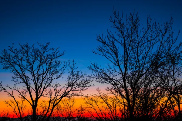 Silhouette d'arbre sur fond de coucher de soleil — Photo