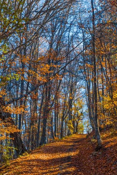 Красивый красный осенний лес — стоковое фото