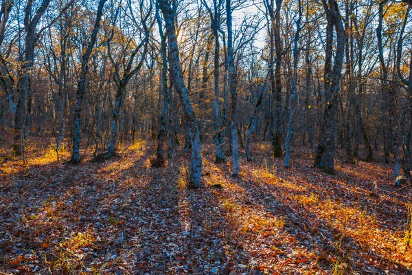 Herfst zonnig bos scène — Stockfoto