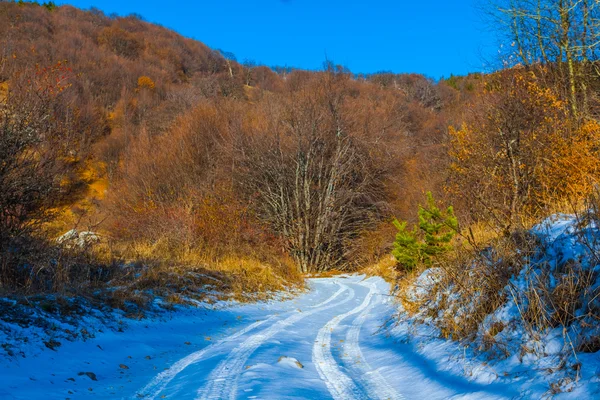 Kış grubunu yol bir orman yoluyla