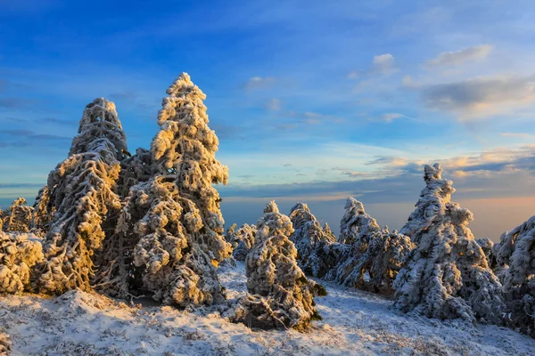 Zimowe śniegiem sosnowym lasem — Zdjęcie stockowe