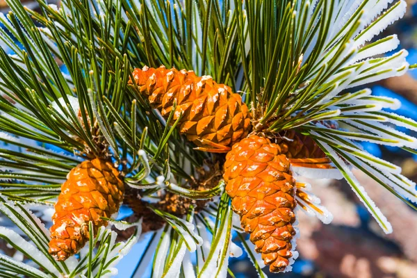 Närbild pine gren med en kon — Stockfoto