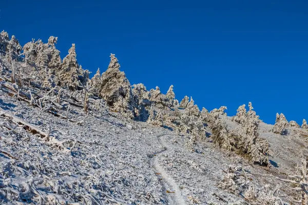 Insnöad skog på en mount sluttning — Stockfoto