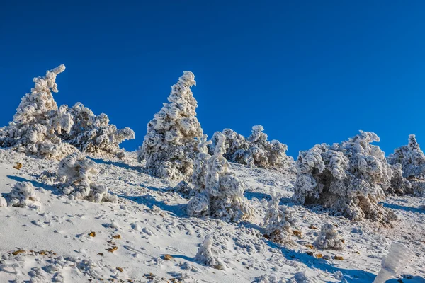 Bosque de pinos de invierno en una nieve —  Fotos de Stock