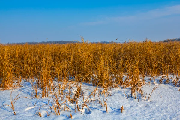 Vintern frozen cold plains — Stockfoto