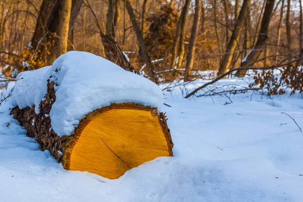 Pine tree log in a winter foresr — Stock Photo, Image