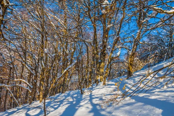 Bela floresta nevada de inverno em uma encosta de monte — Fotografia de Stock