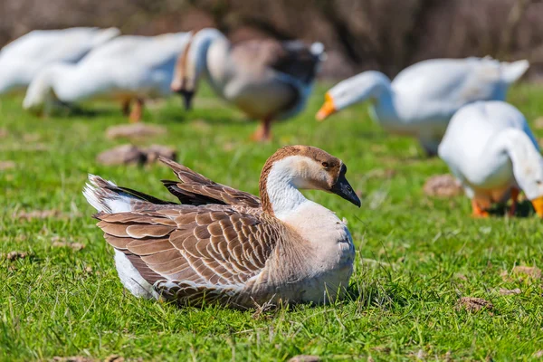 Rural goose sit on a grass — Stock Photo, Image