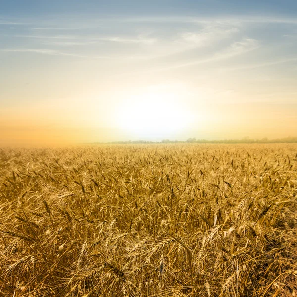Pálido atardecer sobre un campo de trigo —  Fotos de Stock