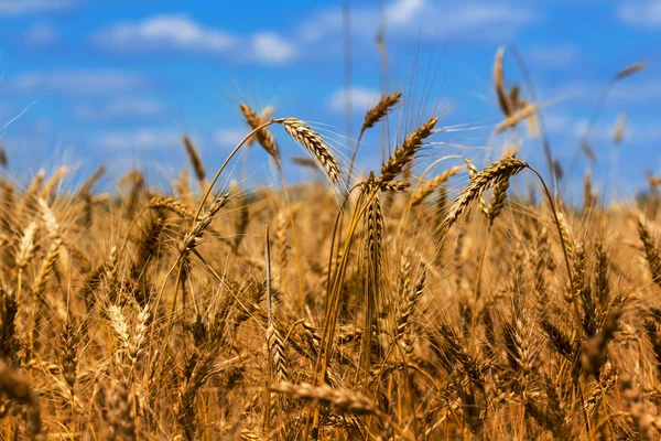 Helles Weizenfeld und blauer Himmel — Stockfoto