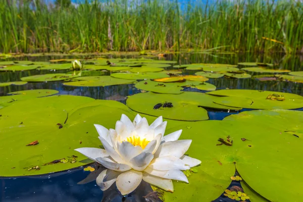 Bellissimo primo piano giglio d'acqua bianca — Foto Stock