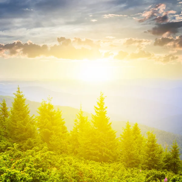 Lesní zelená hora na ranní — Stock fotografie