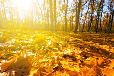 güneşli sonbahar orman sahne