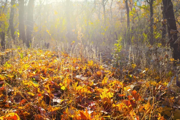 Podzimní Les v paprscích slunce — Stock fotografie