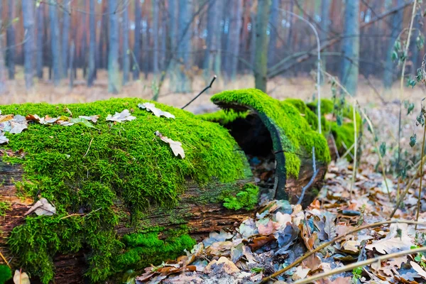 Vértes tölgy jelentkezzen az őszi erdő — Stock Fotó