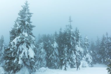 çam ağacı kış ormanda bir sis