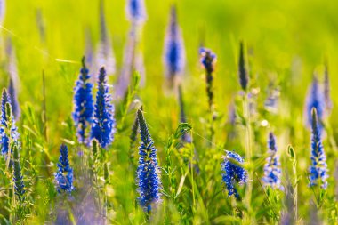 Güzel closeup mavi çiçekler
