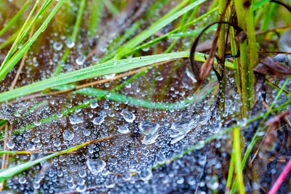 雨の後のクローズ アップのクモの巣 — ストック写真
