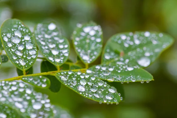 Rama de árbol de primer plano después de una lluvia —  Fotos de Stock