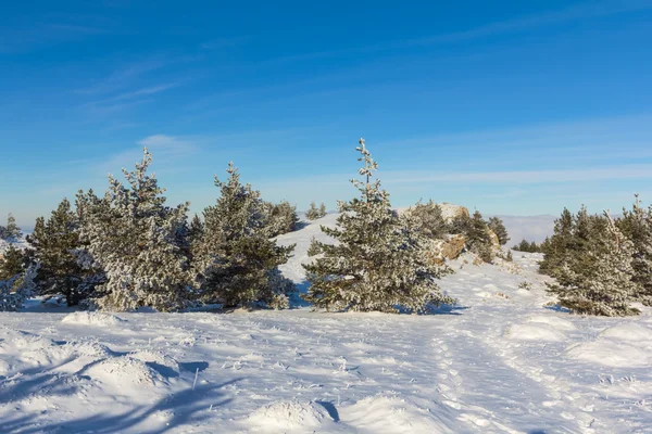 Heldere winter forest panorama — Stockfoto