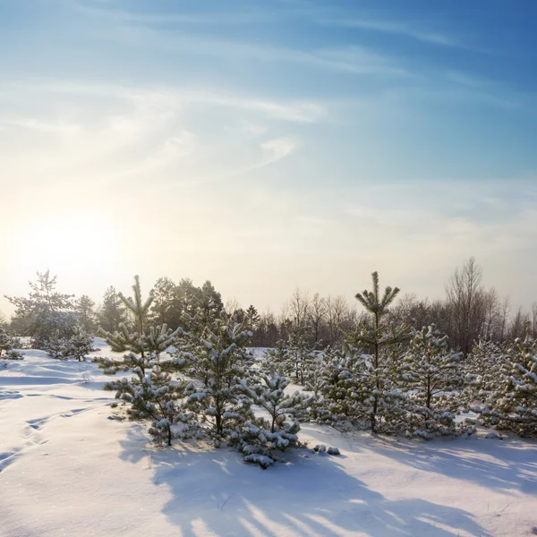 Winterwald am frühen Morgen — Stockfoto