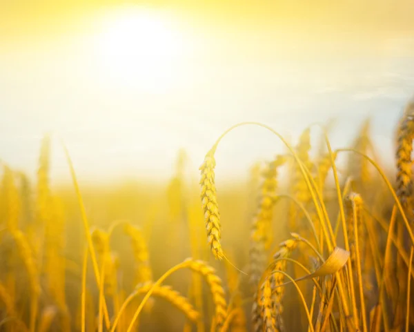 Крупным планом стебель пшеницы в лучах вечернего солнца — стоковое фото
