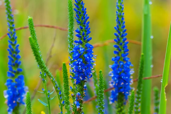 Vacker närbild blå prairie blommor — Stockfoto