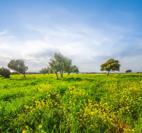 Zypern akamas cape grüne Felder — Stockfoto