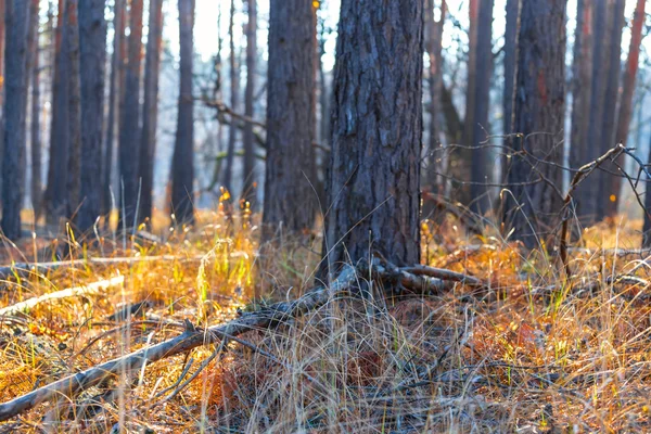 Closeup autumn forest scene — Stock Photo, Image