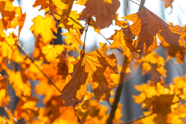 Primer plano hojas secas de otoño fondo — Foto de Stock