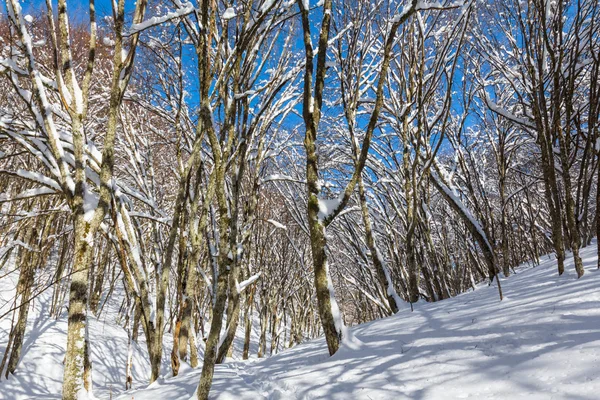 Śniegiem lasu na górce — Zdjęcie stockowe