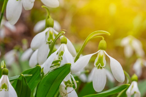 Vacker närbild vit snowdrop bakgrund — Stockfoto