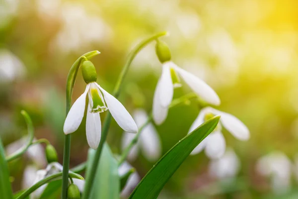 Small beautiful white snowdrop bush — Stock Photo, Image