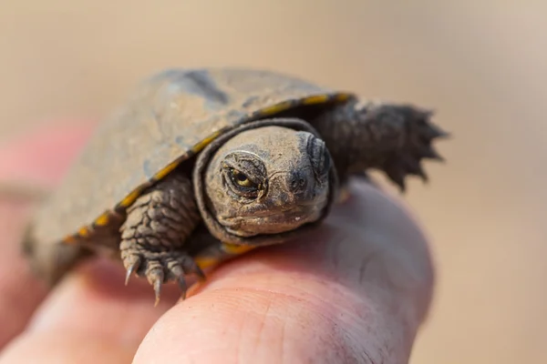 Little turtle on a human fingers — Stock Photo, Image