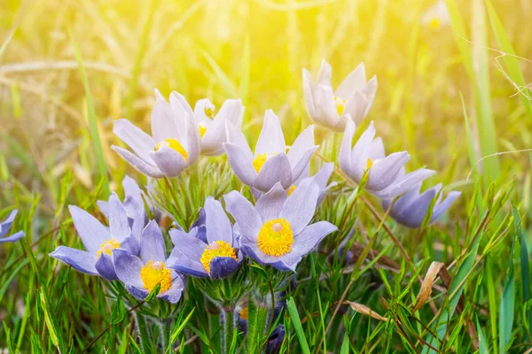 Krásný záběr jarní fialové květiny — Stock fotografie