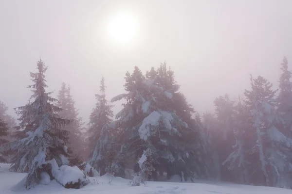 Forêt de pins d'hiver sous un soleil pâle — Photo