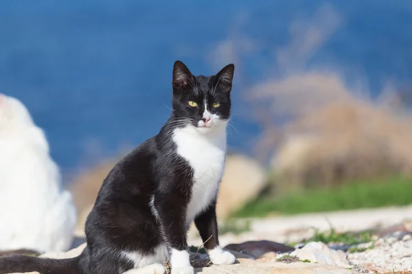 Schwarze Katze sitzt auf grünem Gras — Stockfoto