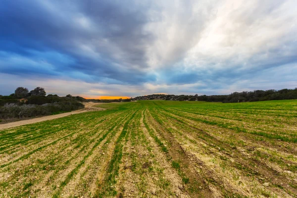 Prachtige groene platteland velden — Stockfoto