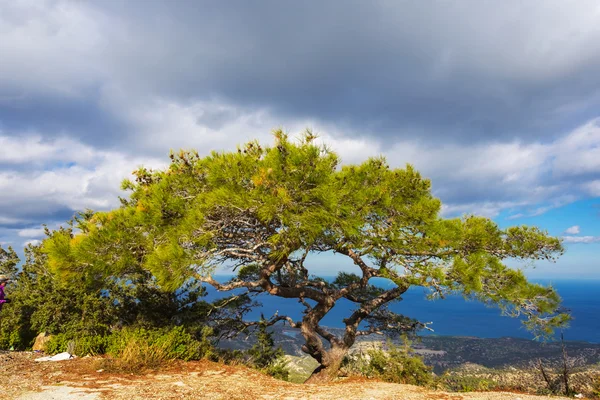 Grüne Kiefer auf blauem Himmel Hintergrund — Stockfoto